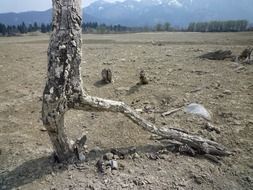 gnarled wood in desert