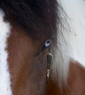 Beauty domestic horse