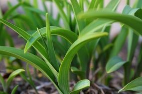 Picture of the green leaves are growing