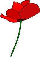 incredible beauty poppy red flower
