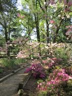 blooming spring garden