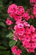 Pink flower in a garden