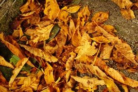 autumn foliage on the ground in the forest