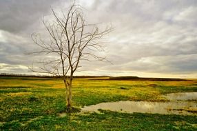 dry tree branches on the green field