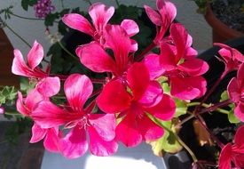 beautiful pink geranium in the garden