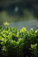 shrub with green leaves