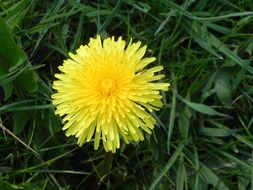 young fresh dandelion flower