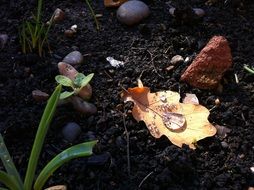 raindrop on autumn leaf