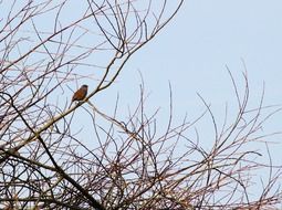 bird on branches on a tree without leaves