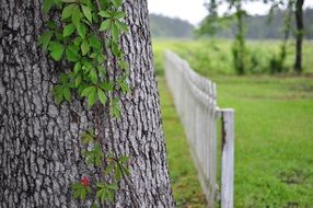 climbing plant on a tree trunk near the fence