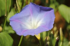 lilac flower in the sunlight close up