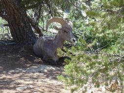 mountain goat in Arizona