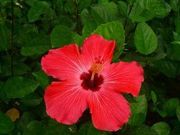 red flower of an exotic plant
