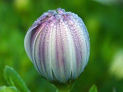 closeup photo of the close beautiful bud on blurred background