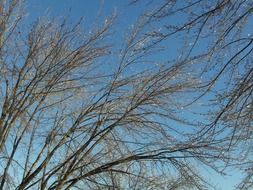 bottom view of winter tree branches