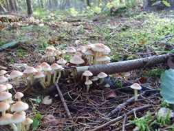 forest glade of mushrooms in autumn