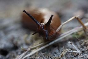 slug snail