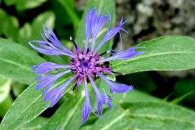 spring blue flower in the garden