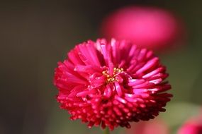 burgundy daisies close-up