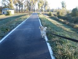 dog on a leash on an asphalt track