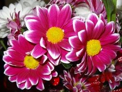 colorful daisies in a bouquet
