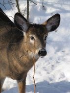 stunning roe deer animal