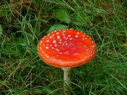 closeup photo of Red fly agaric mushroom among green grass