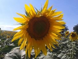Sun flowers on the landscape