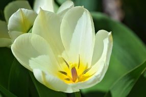 white tulip with green leaves in the garden