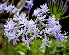 Agapanthus, small blue beautiful flowers