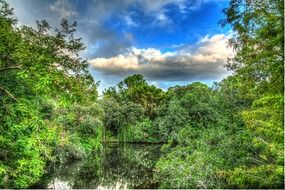 landscape of the clear lake in a forest