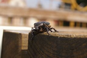 May Beetle on wooden table, maikafer