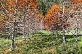 mountain trees in spring