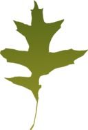green oak leaf drawing