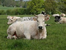Cute and colorful cows lay on green pasture, Belgium, Ardennes