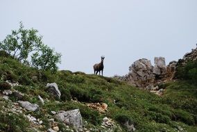 chamois mountain animal