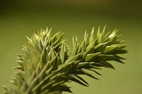 new twig of Araucaria, macro