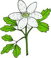 white flower anemone with green leaves