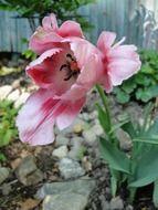 blooming pink tulip in the garden