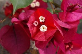 extraordinarily beautiful flower plant