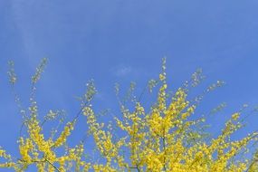 Forsythia branches with yellow flowers against blue sky