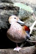 male ringed teal duck outdoor