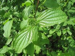 common dogwood plant