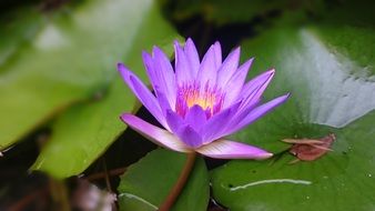 purple flower of water lily with yellow center