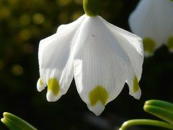 Snowflake is a spring flower