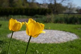 tulips flowers yellow summer
