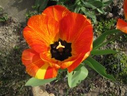 Beautiful red and yellow tulip flower
