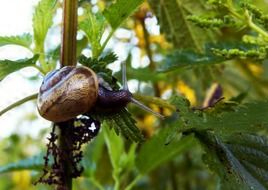 Snail on the nettle
