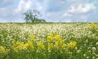 landscape of Green meadow with yellow and white flowers