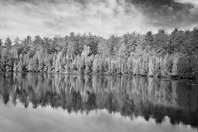 forest nature black and white water